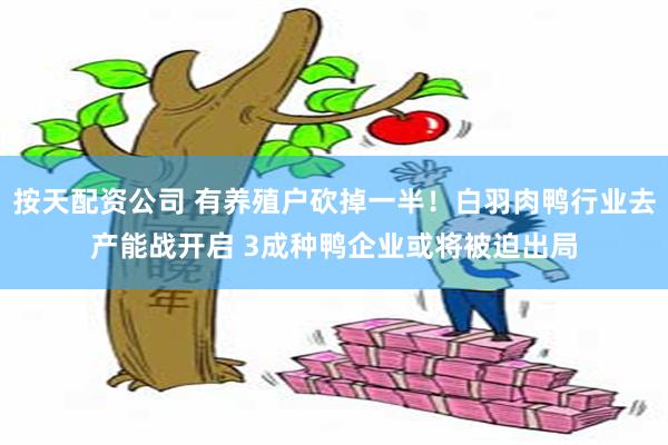 按天配资公司 有养殖户砍掉一半！白羽肉鸭行业去产能战开启 3成种鸭企业或将被迫出局