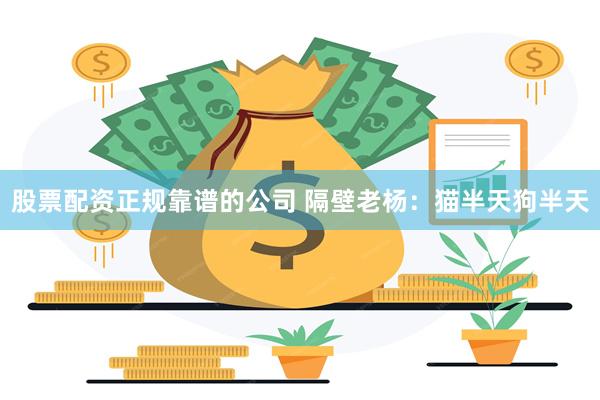 股票配资正规靠谱的公司 隔壁老杨：猫半天狗半天